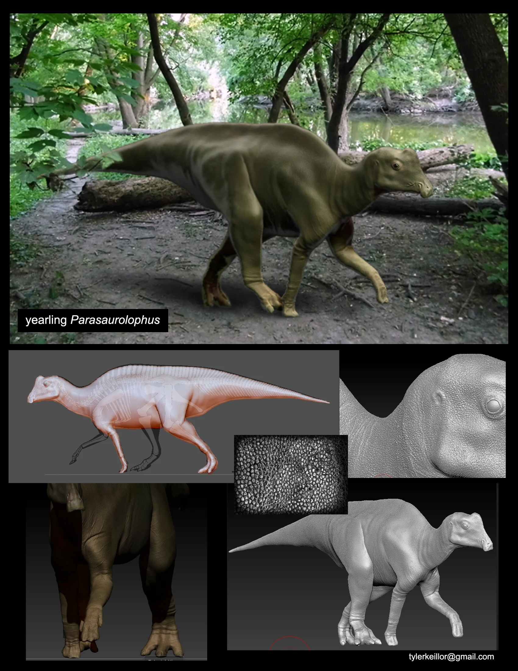 Parasaurolophus baby.jpg