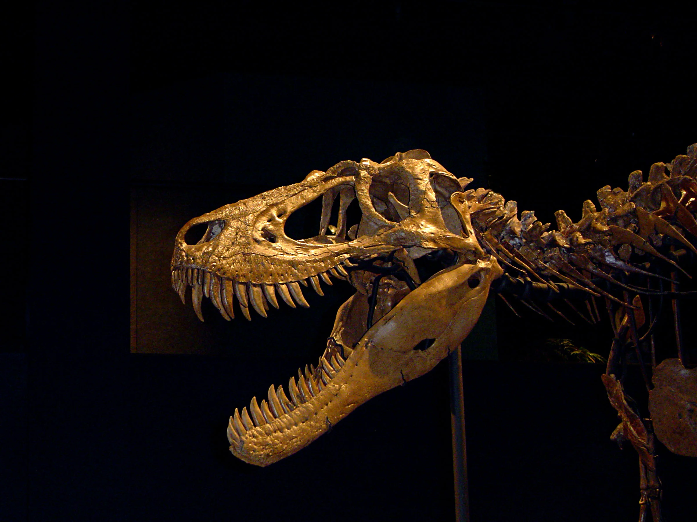 Jane skull left.JPG