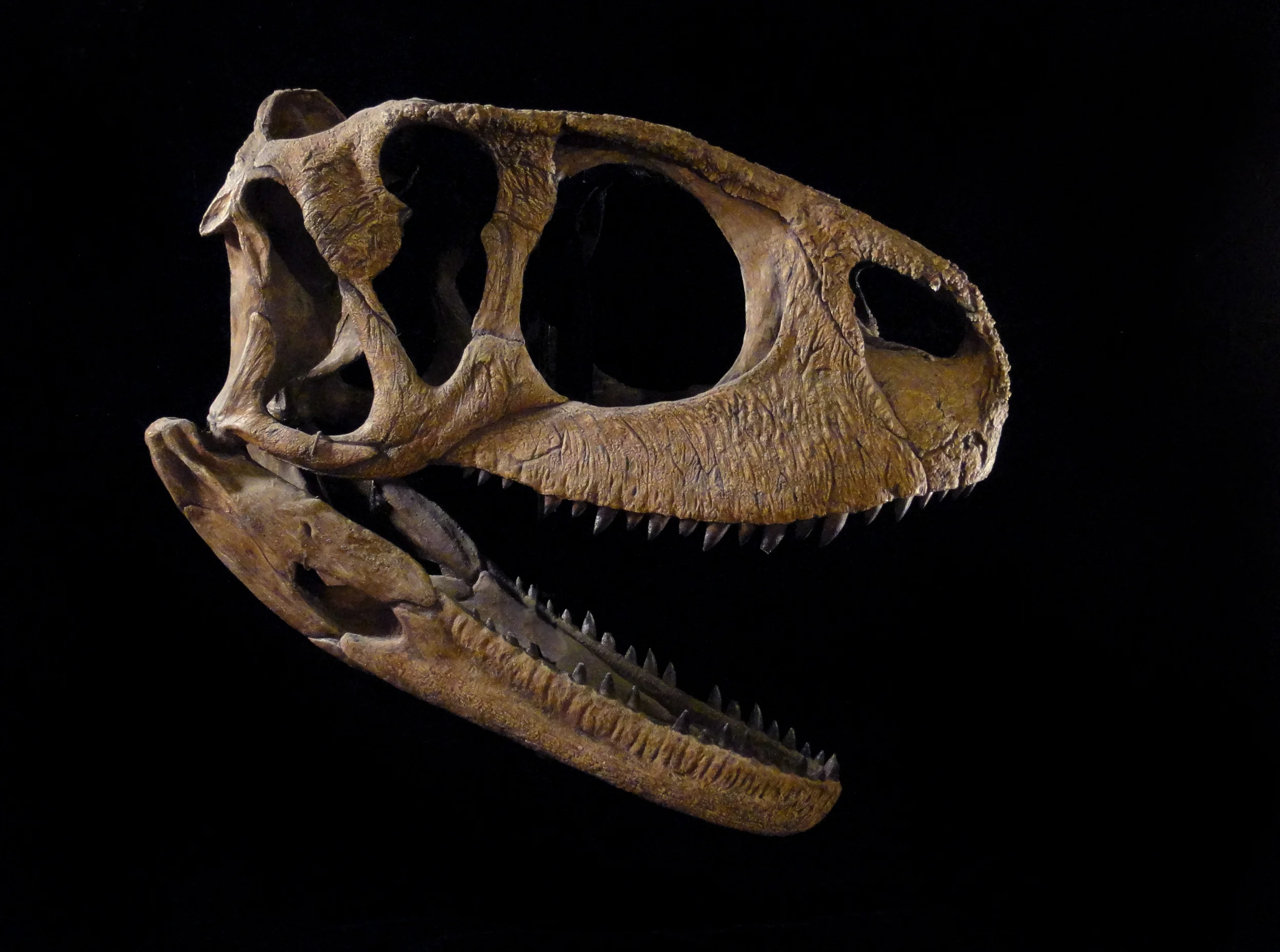 0337 skull right Rugops.jpg