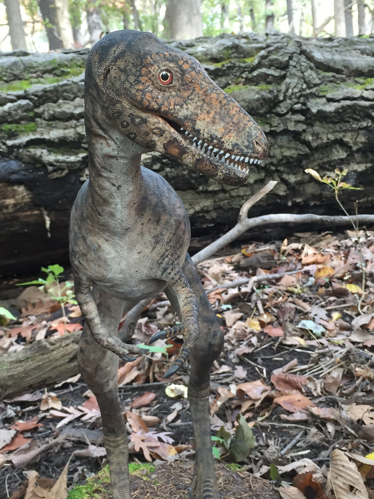 Baby T rex goes on sale on , sparking paleontologists' outcry