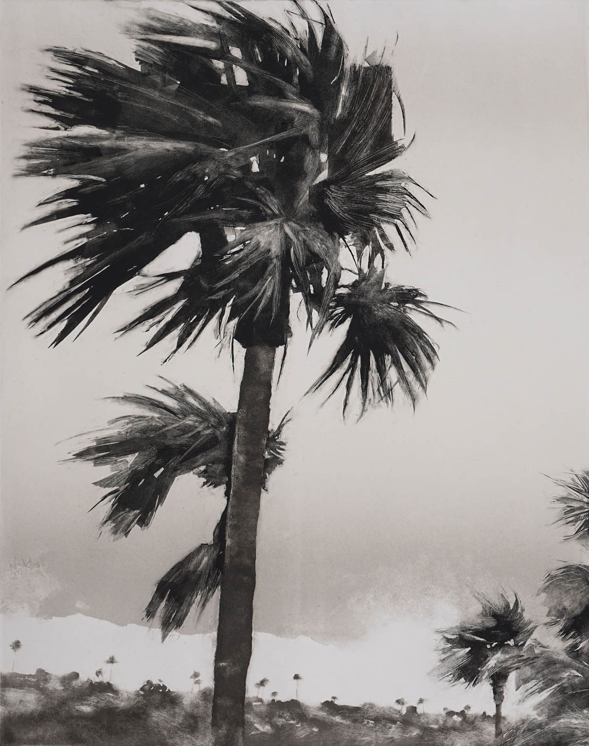 Cayman Brac Palm #3, monotype, 19.75" x 15.5", 2013