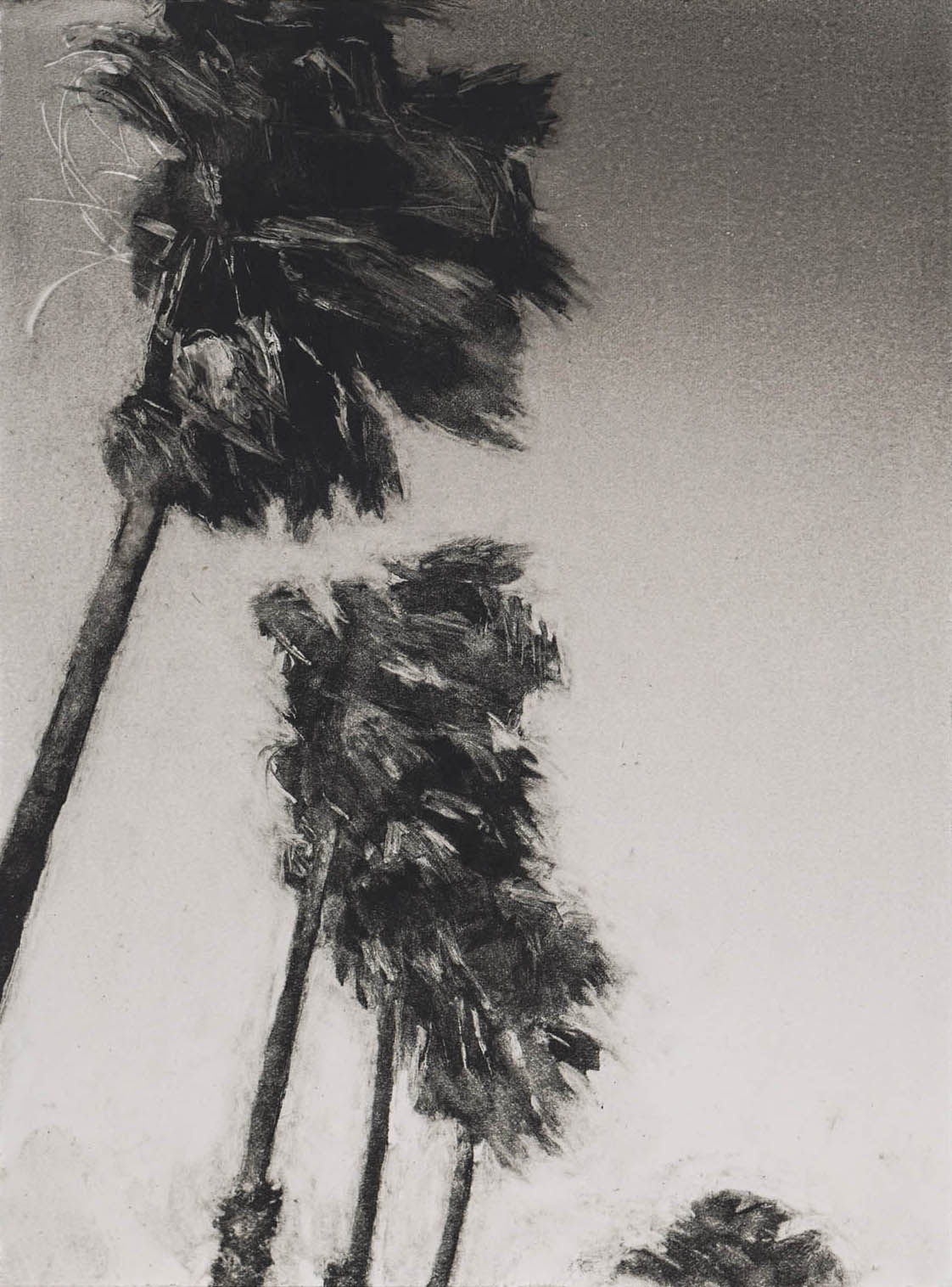 Ventura Palms #4, monotype, 11.75" x 8.5", 2014