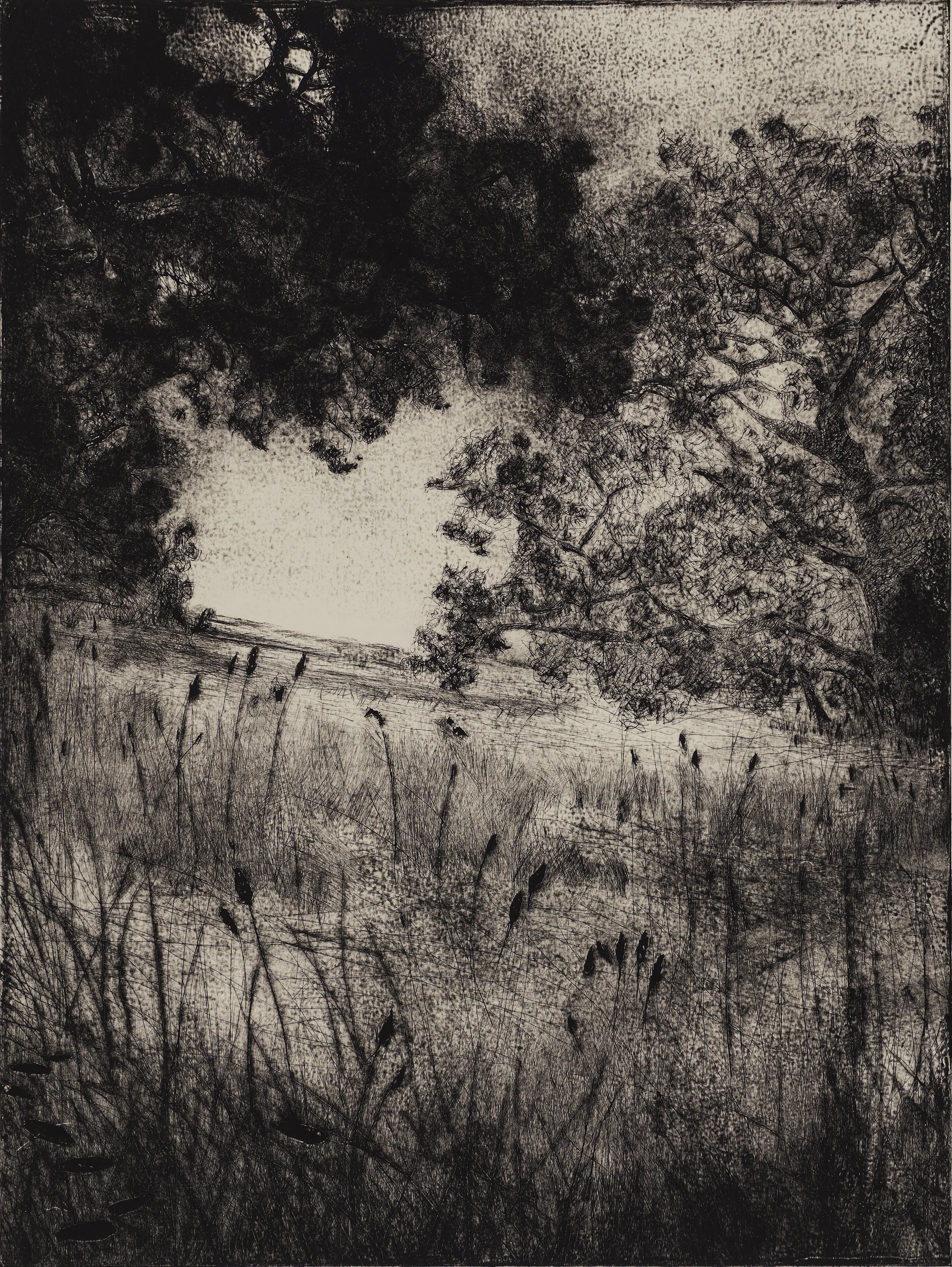 Field No.2, shellac print, 16" x 20", 2015