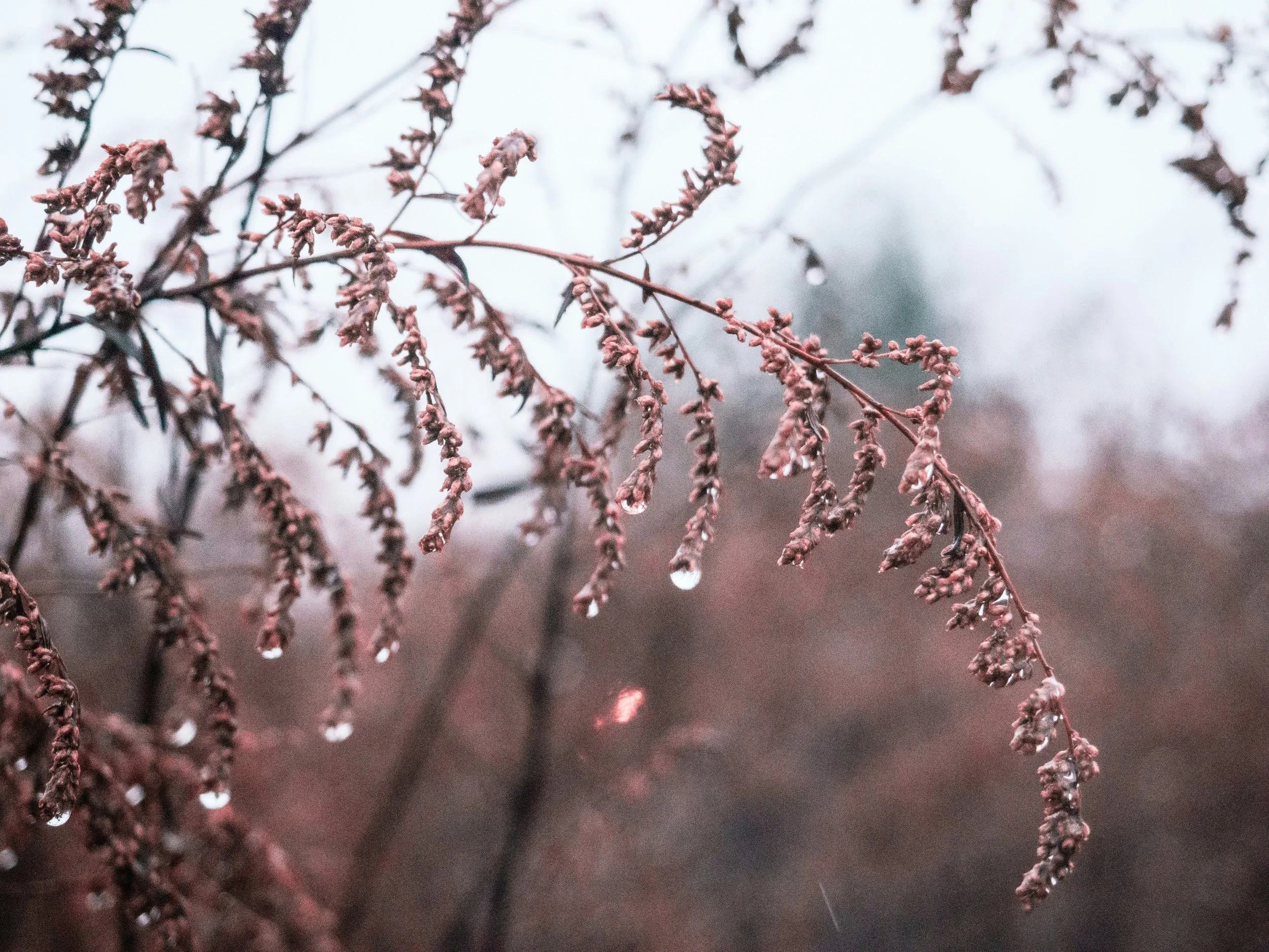 BOOST YOUR IMMUNE SYSTEM NATURALLY -A 4-Week Yoga & Wellness Series