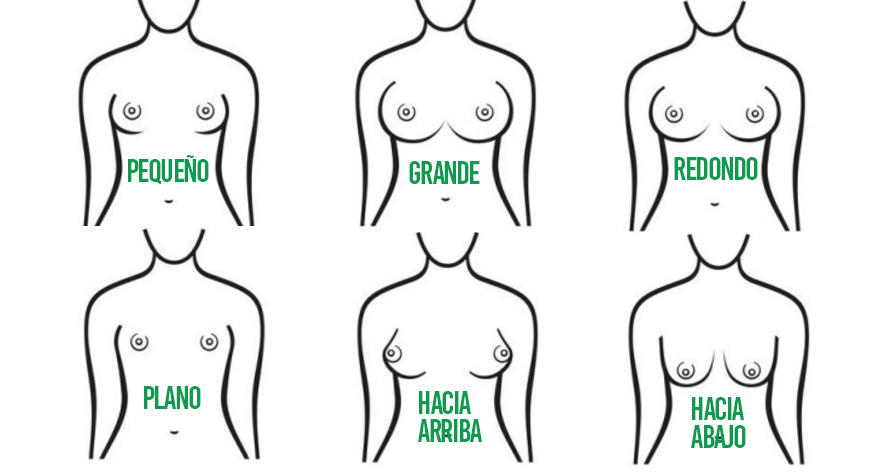 Diferentes tipos de bustos 