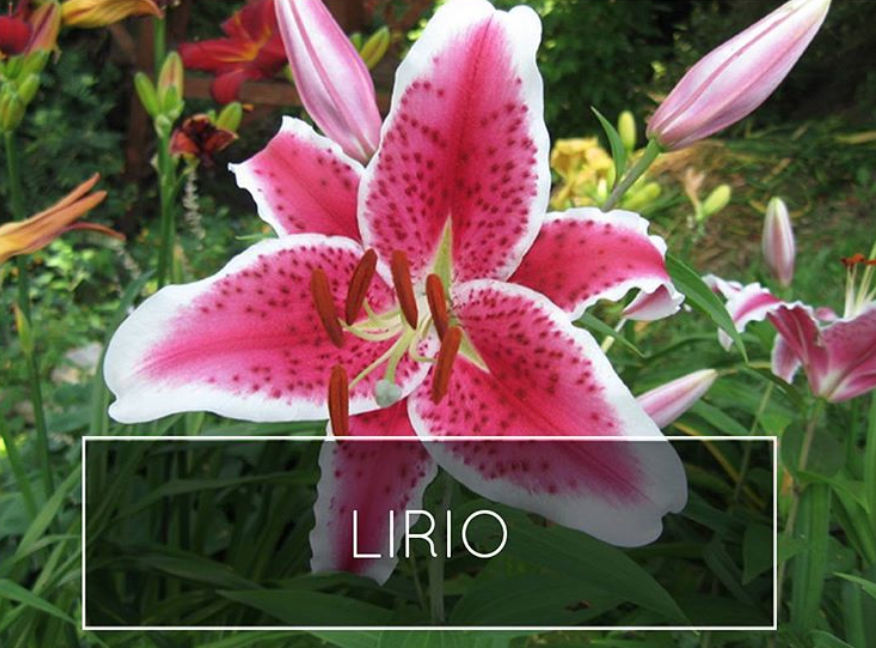 lirio.png