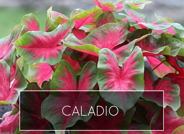 caladio.png