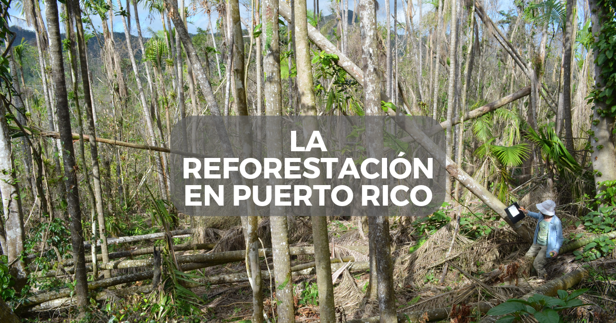 El cambio climático no se detiene: la reforestación en Puerto Rico 