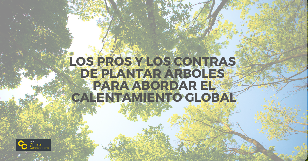 Los pros y los contras de plantar árboles para abordar el calentamiento global