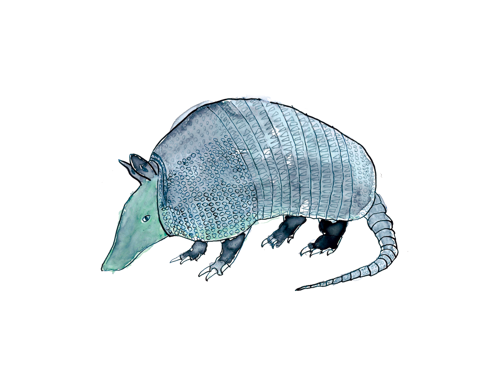 armadillo.png