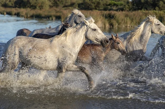 Image by Christian Klein from Pixabay .