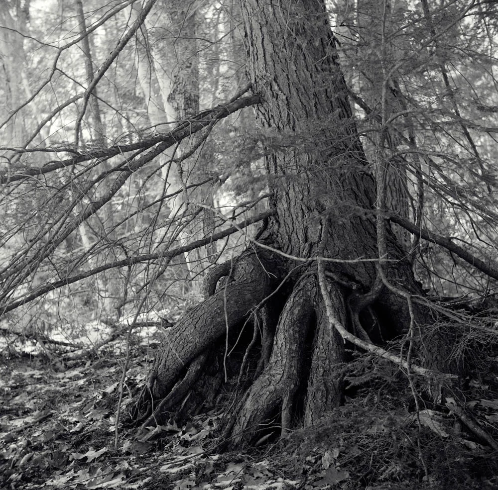 The Large Tree