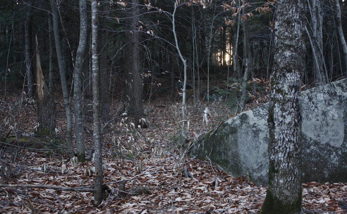 Light in the Woods