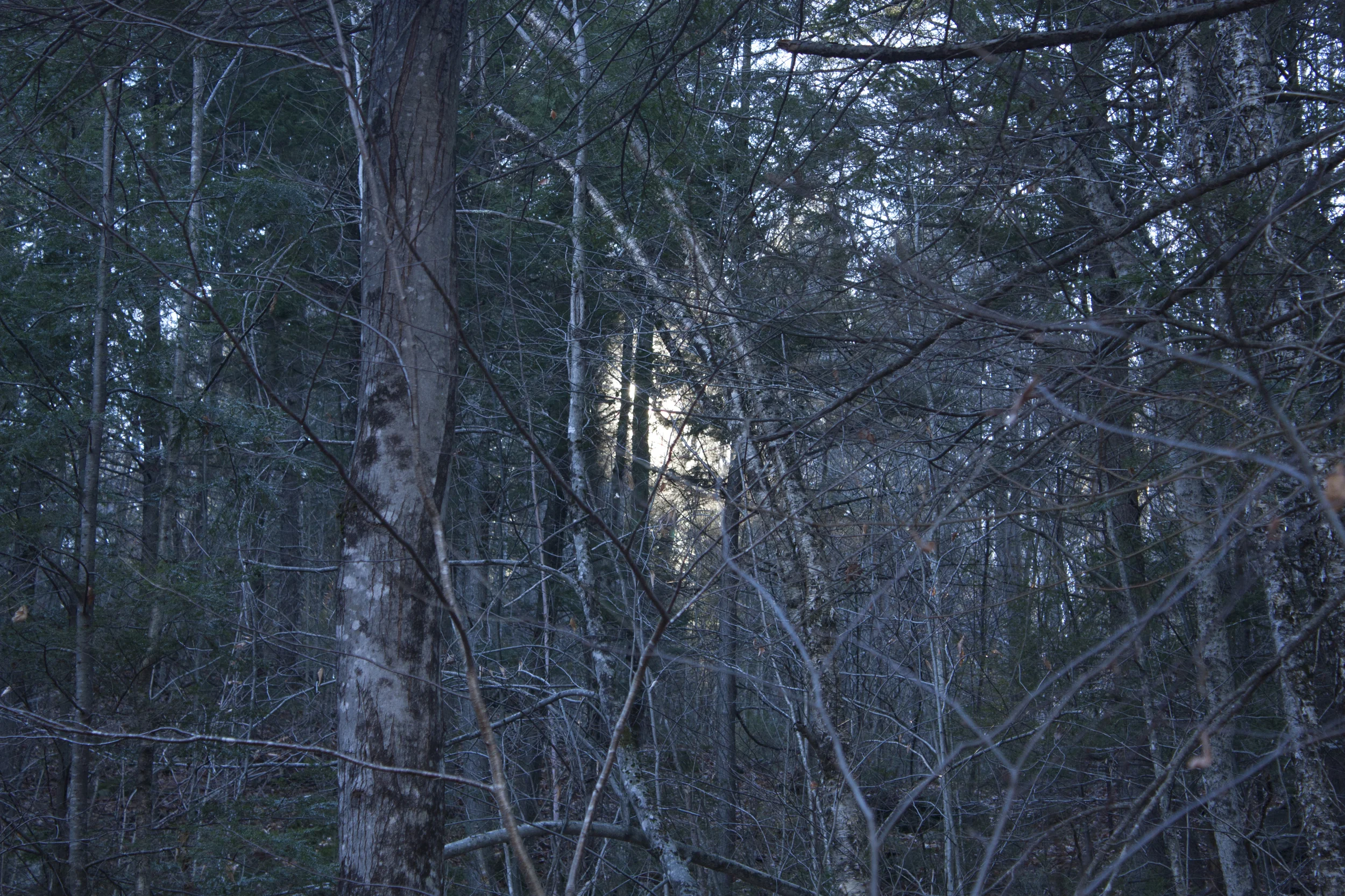Light in the Woods, #2