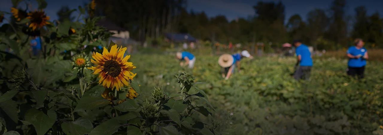 A photo of 21 Acres' farm. Courtesy of 21 Acres.
