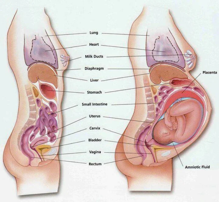 side-view-pregnant-body.jpg