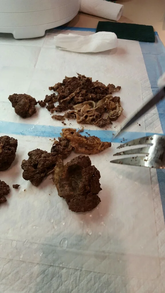 Steamed amniotic sac on top with small pieces of steamed placenta.