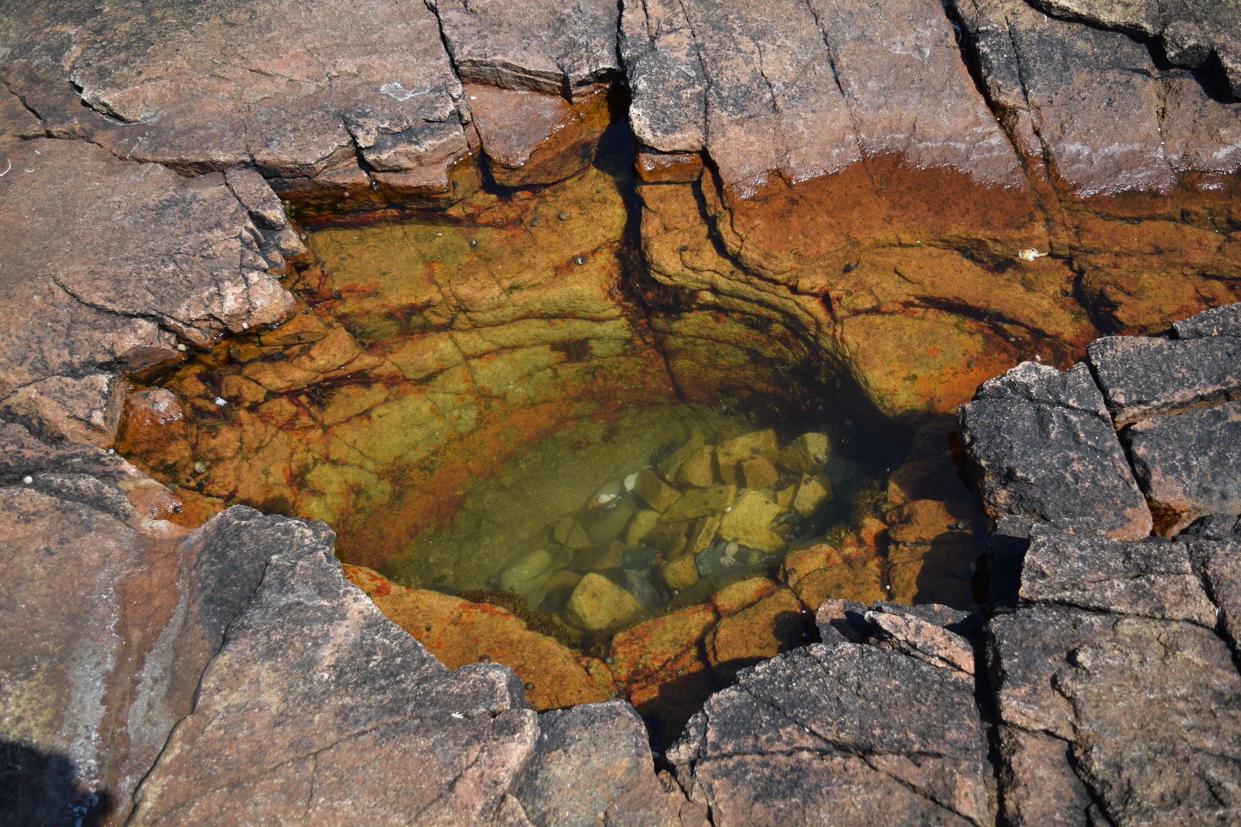 Tidal Pool