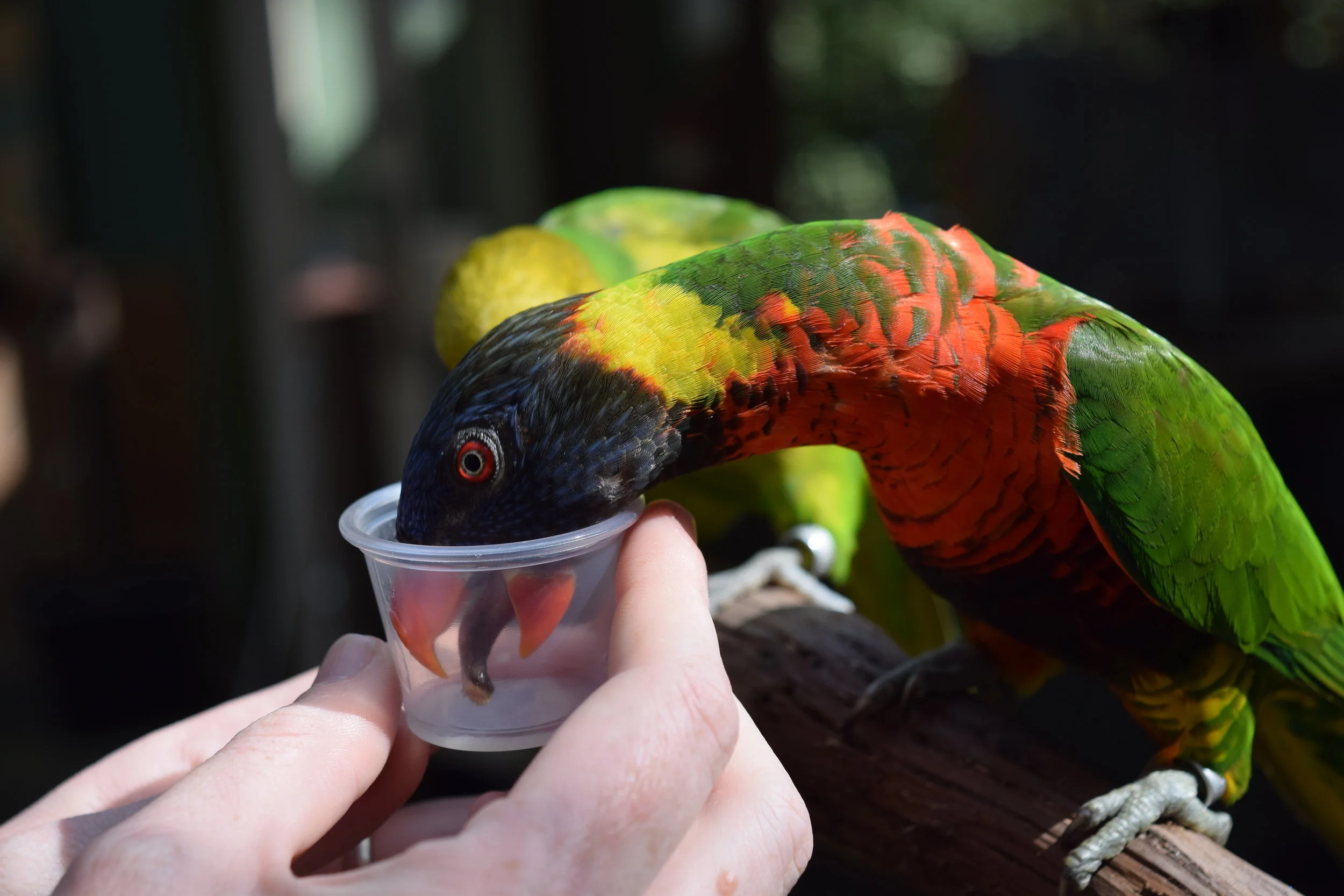 Lorikeet