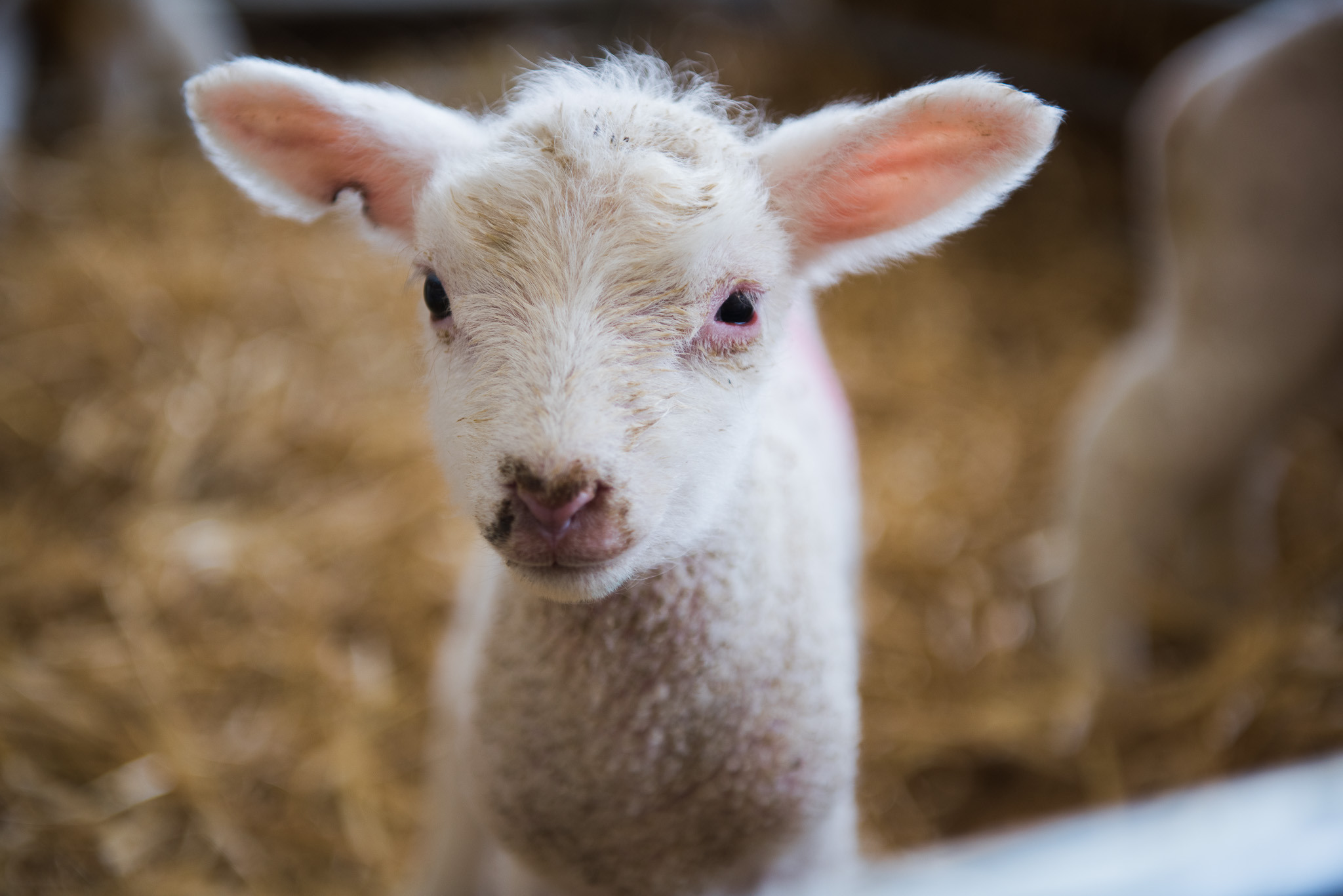 Arnprior_Lambing_low_res-124.jpg