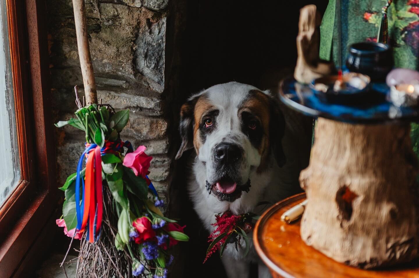 Bring your dog to your wedding 🙌🏻 #weddingdog #scotlandweddingphotographer #scotlandwedding #paganwedding #scottishpaganwedding #scotlandelopementphotographer #scotlandelopement