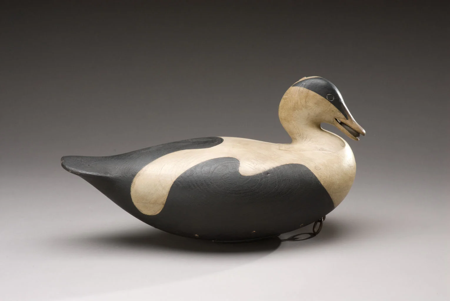 Mussel-Muncher Eider