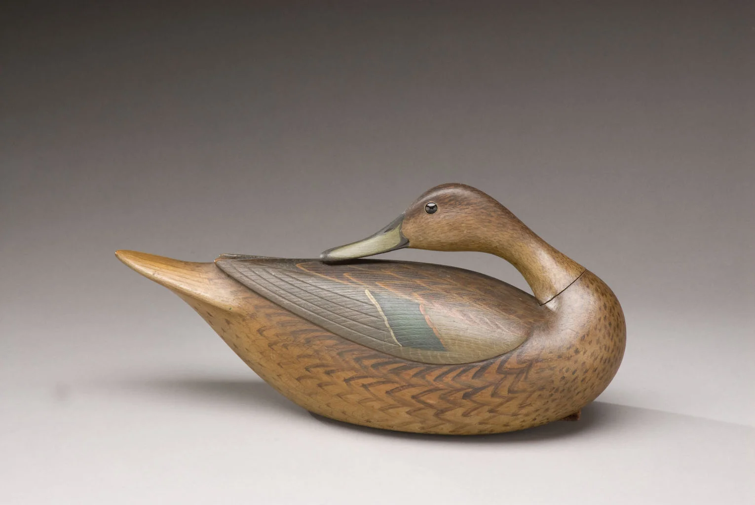 Preening Pintail Hen