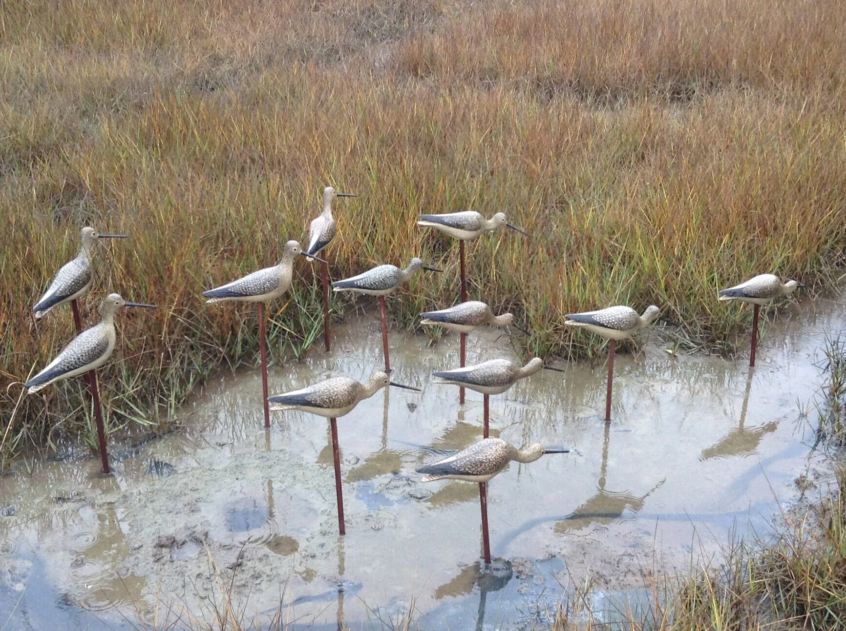 Shorebirds, 2013
