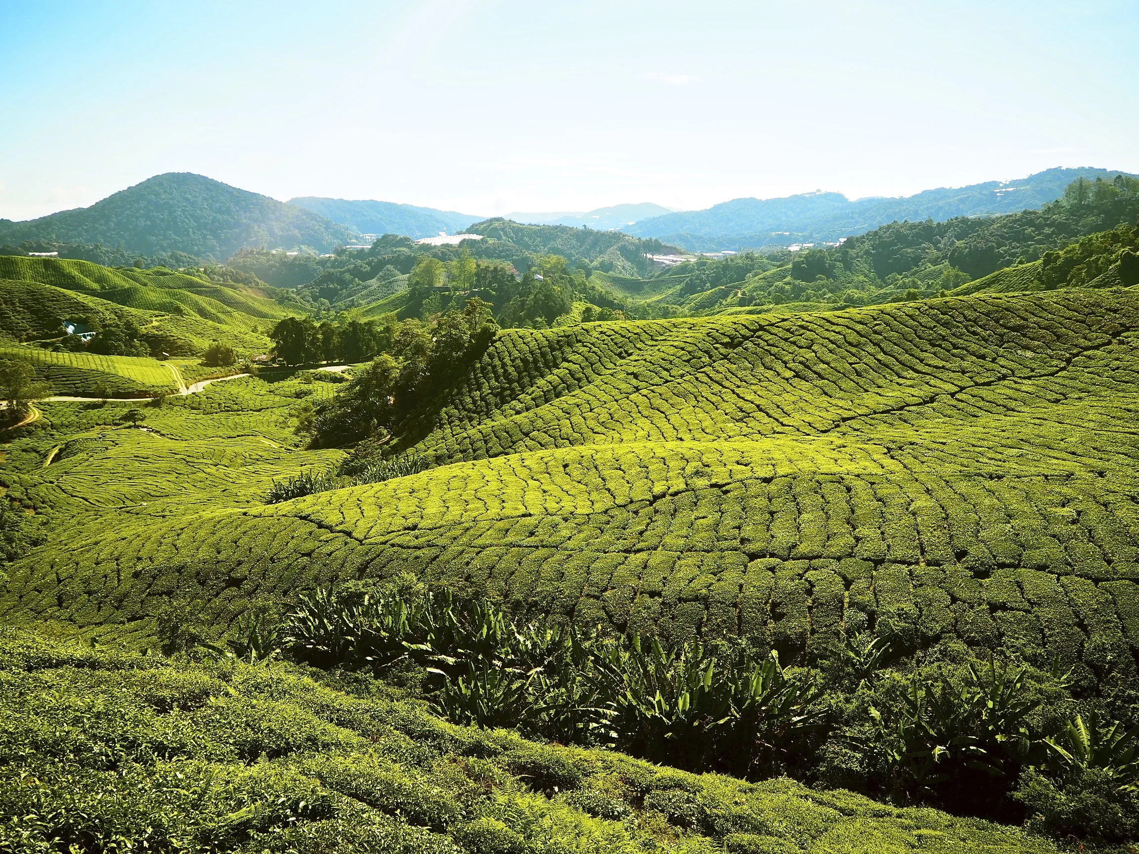 Cameron Highlands, tierra de tés