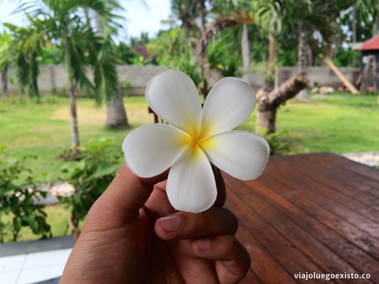 Frangipani, flor típica de Indonesia