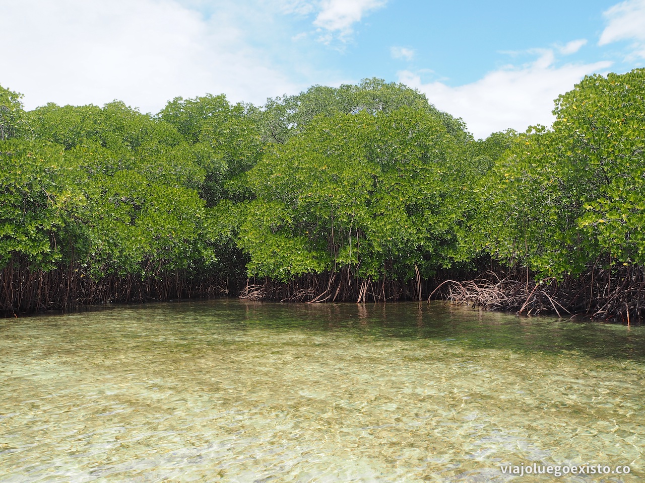 Manglares en la zona norte de Lembongan