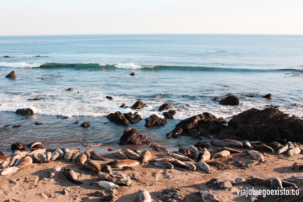  Leones marinos en playa de Piedras Blancas 