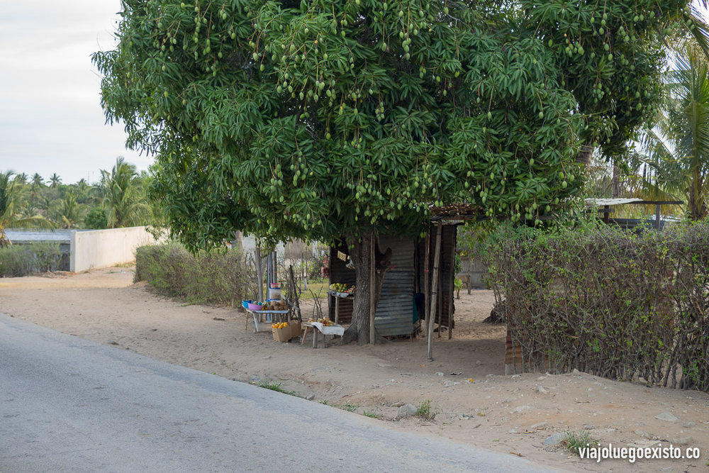  Cuando fuimos a Vilanculos (octubre o noviembre) era época de mangos, y había infindad de árboles como éste repletos de mangos, y cantidad de puestos donde los locales los venden 