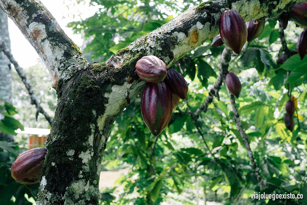 Árbol de cacao en Terreiro Velho 