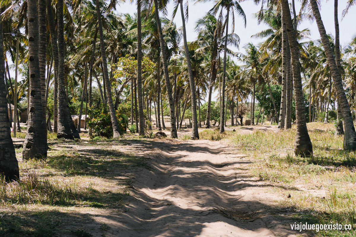 Un mar de palmeras en los caminos a las afueras de Tofo.