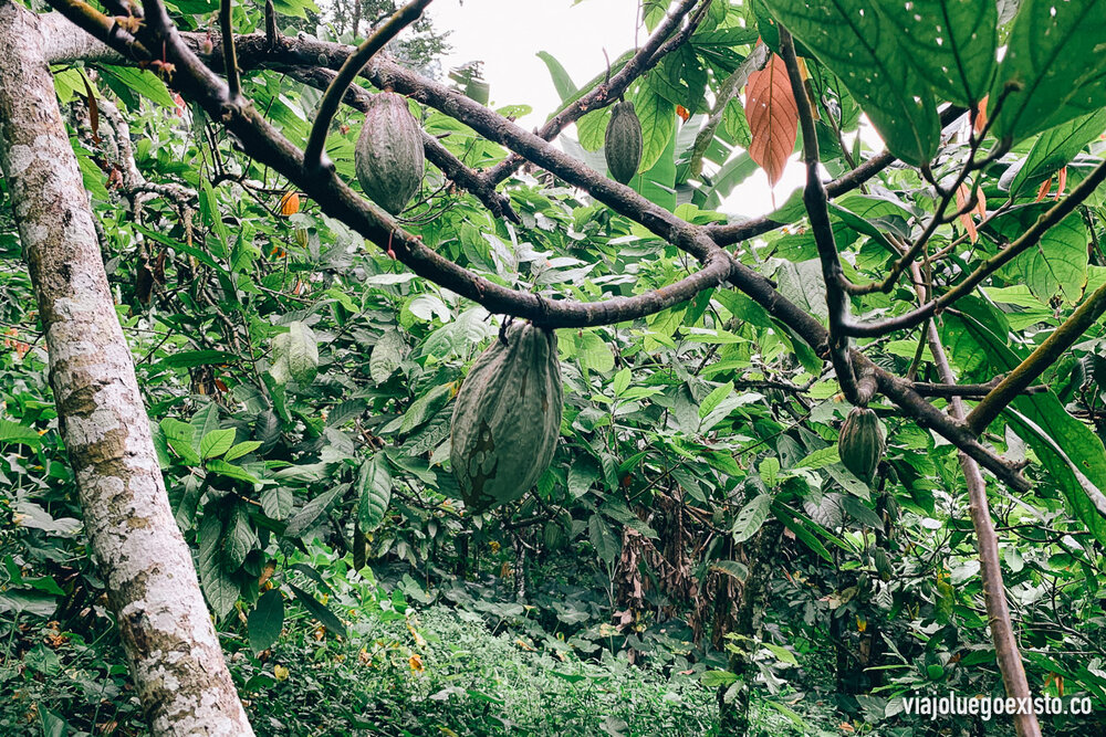  Árboles de cacao en el camino. 