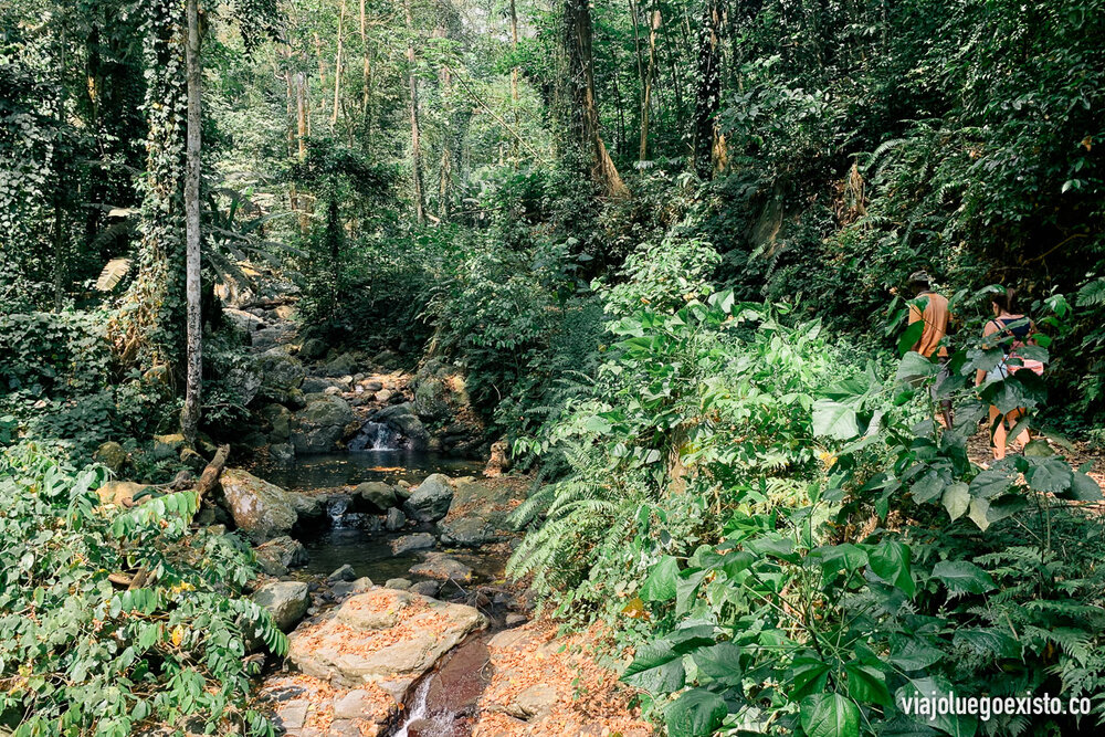  Todo el sendero era así de exuberante. 