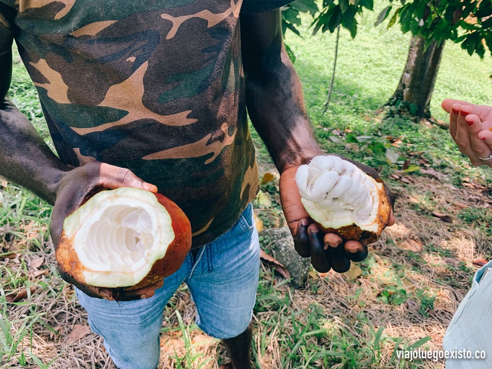  Bayas de cacao en la plantación que visitamos en Terreiro Velho. 