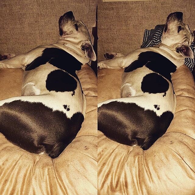 Before pillow and after pillow.  The posture is corrected by the addition 😉. &bull;
&bull;
&bull;
&bull;
&bull;
#my #dog #miles #is #a #princess #and a #handful #love