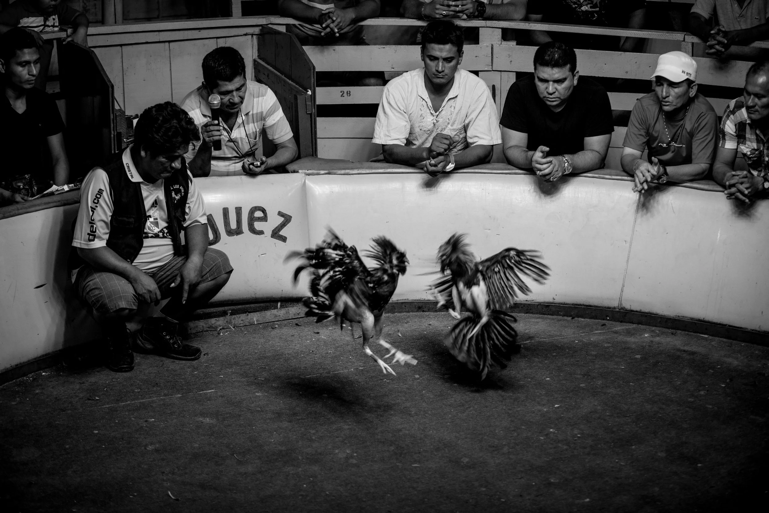 Cock Fight-3.jpg