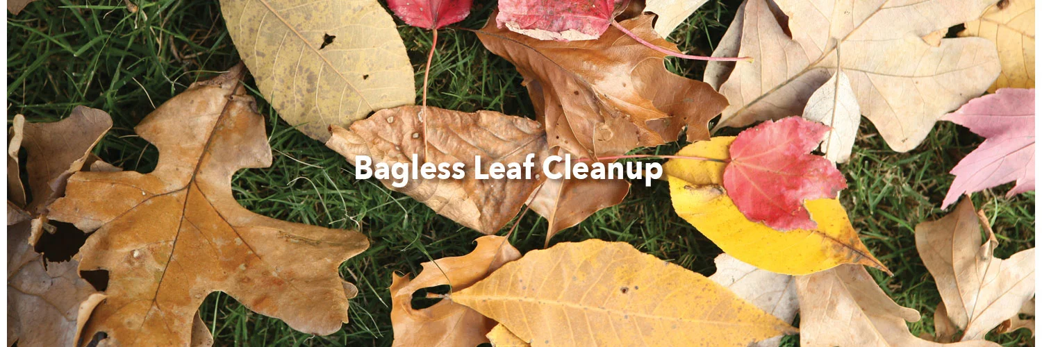 BaglessLeaf.jpg