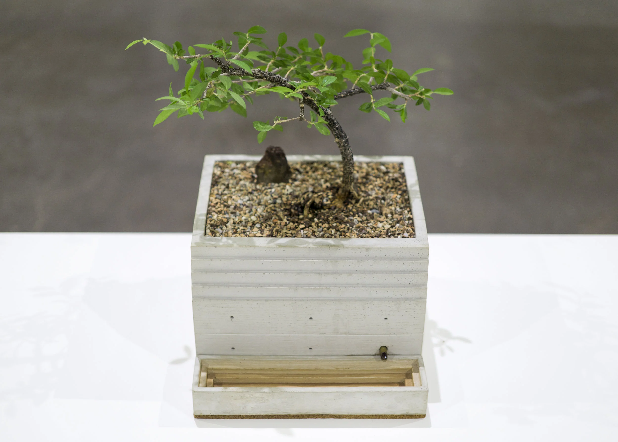 Bonsai.jpg