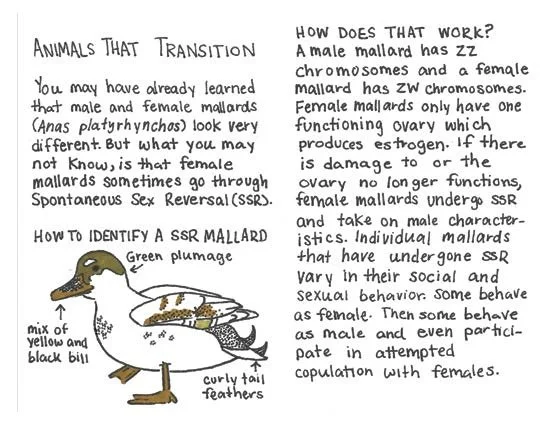 Eve Gordon - NATURE IS QUEER Spread 2.jpeg