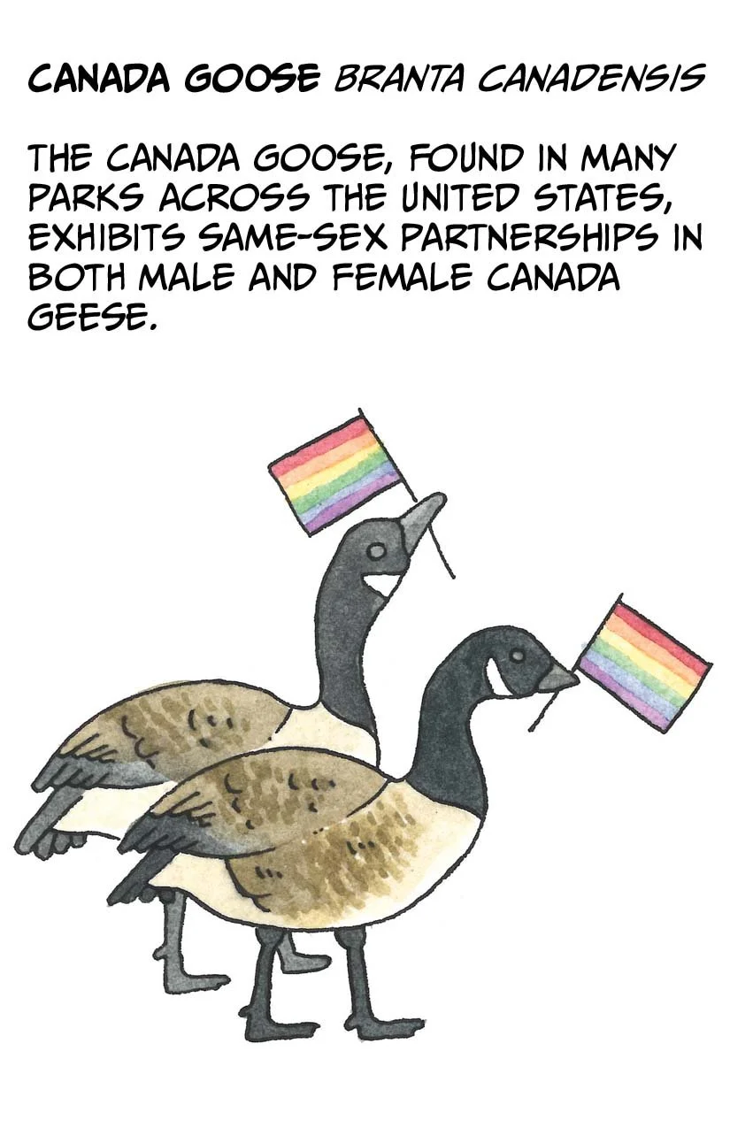 Eve Gordon - QUEER BIRDS Page 5.jpeg