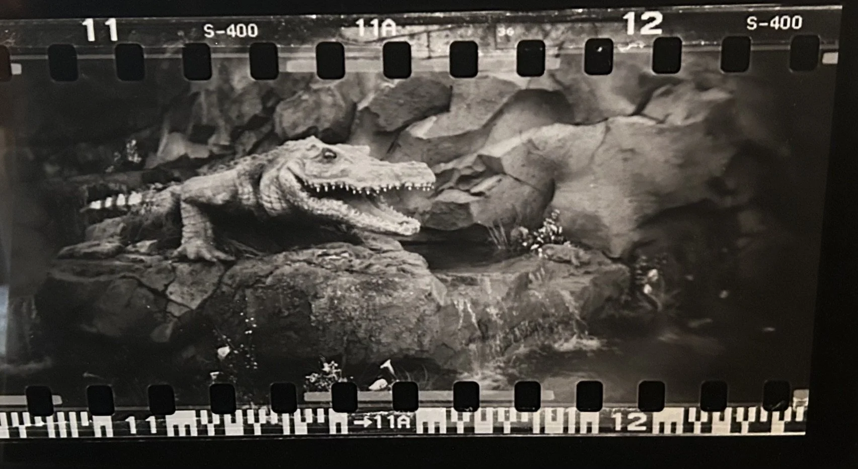 Eileen Eckstein - CROCODILE ROCK.jpeg