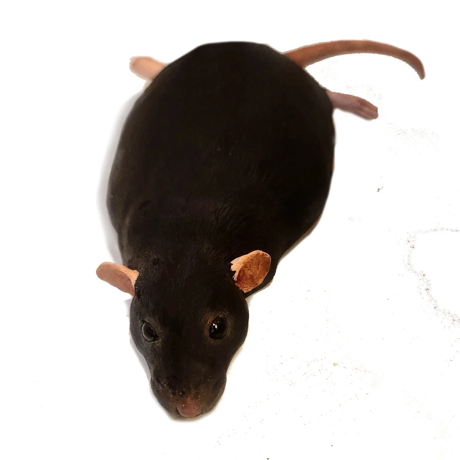 Varvàra Fern - MRS PANCAKE.jpeg