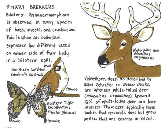 Eve Gordon - NATURE IS QUEER Spread 1.jpeg