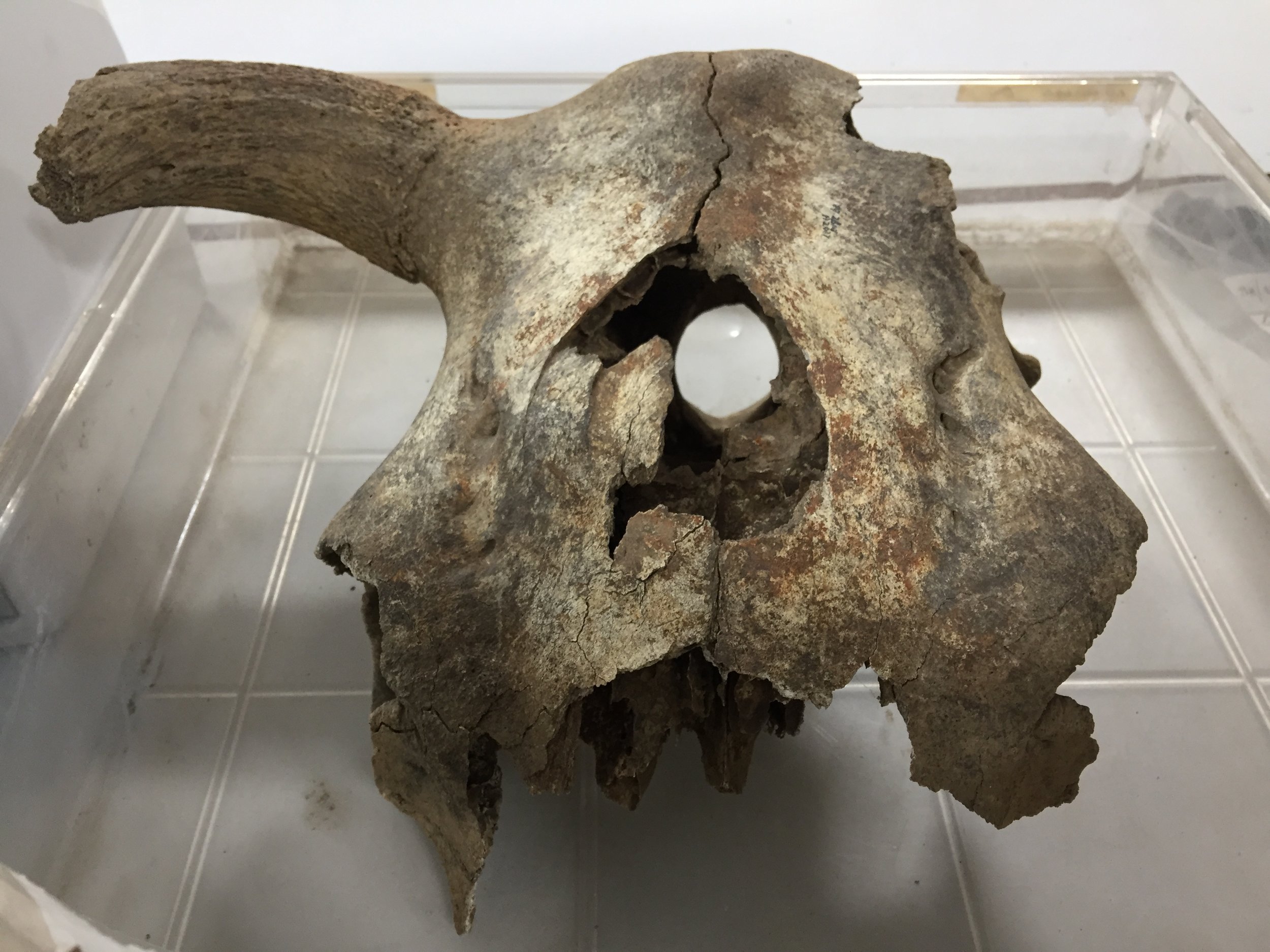 Fig. 1. Iron Age Cow Skull with Pole Axe Damage.
