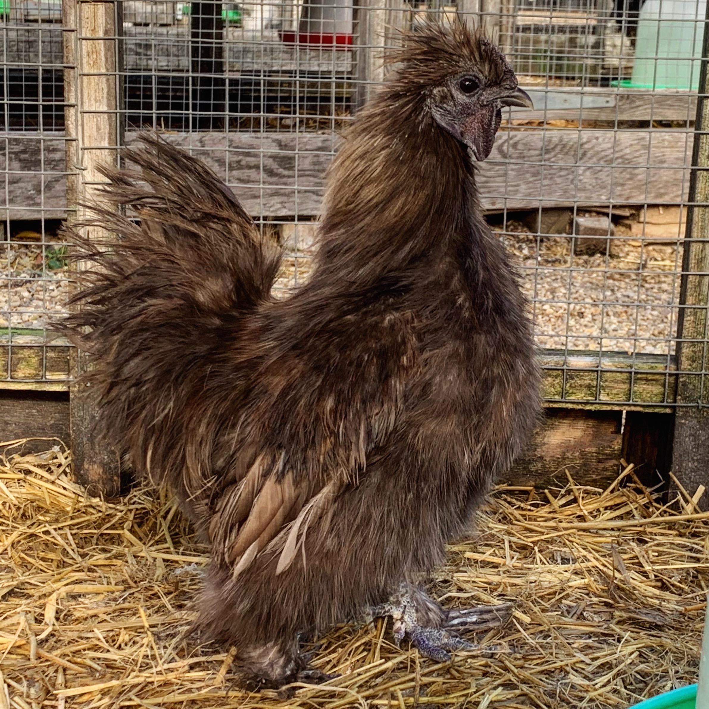 The Silkie Bantam