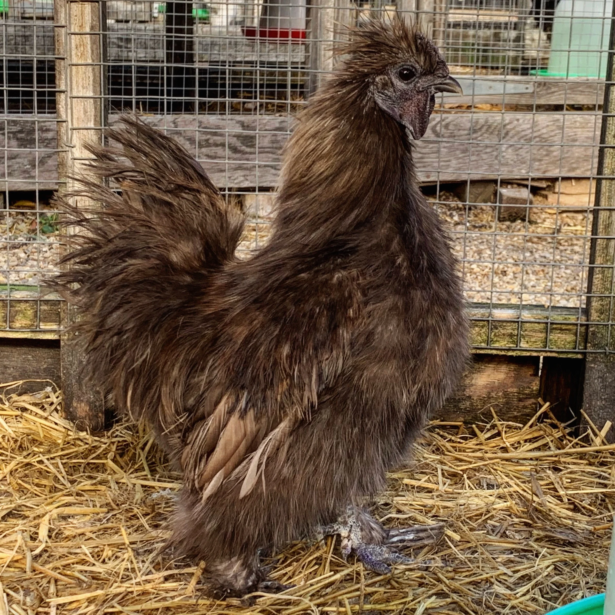 The Silkie Bantam